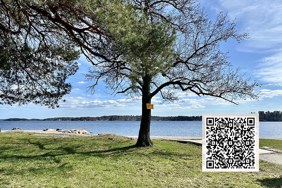 Ett stort träd står vid en solig strandkant. En QR-kod är inklistrad. Den tar dig till anmälan på forms.office.com.